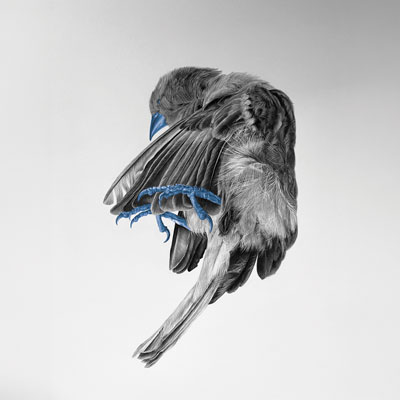 Michaël GUERRA - Carnale Corpus