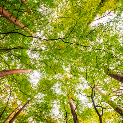 Shinrin Yoku - Bain de forêt