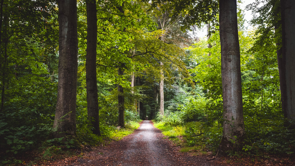 Shinrin Yoku - Bain de forêt