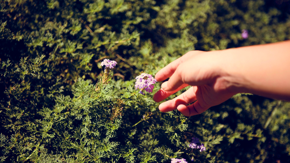 Découverte de la gemmothérapie